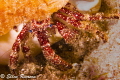   Canon T2i 100mm macro f32 1180 ISO 200 Ike strobes full power pointed outward f/32; f32; 32; 1/180; 1180; 180;  